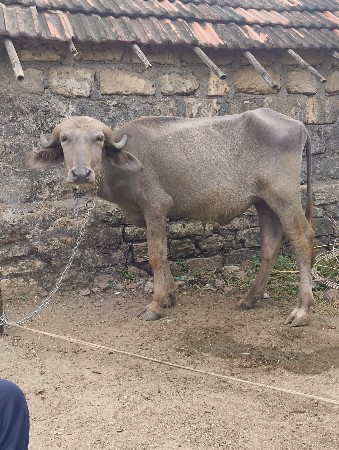 ખડેલી વેચવાની છે