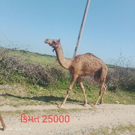 વેચવાનો