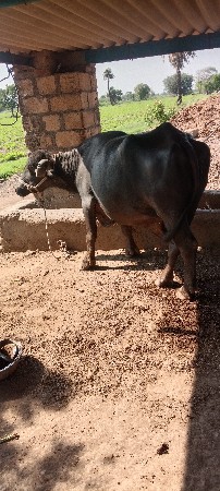 ભેંસ વેચવાની છે