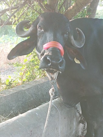 ભેંસ વેચવાની છે.