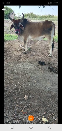 ગોઢલા વેચવાના છે