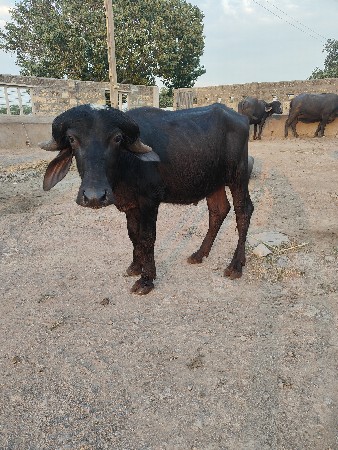 2 પાડા વેચવાના છે