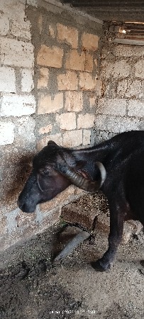 આ ભેંસ વેચવાની છે