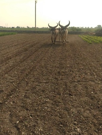 ગોઢલા વેશવા ના છે