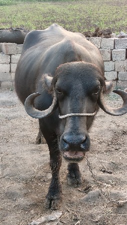 આ ભેંસ વેચવાની છે