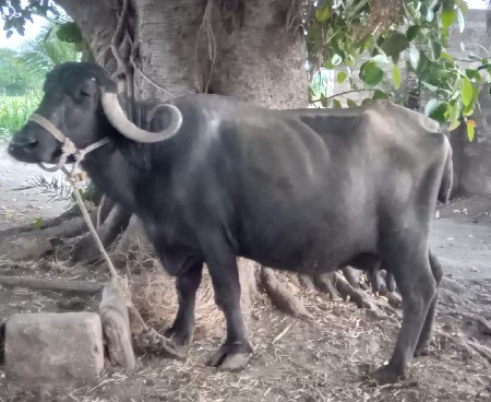 3 વેતર