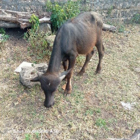 પાડા વેચવાના છે