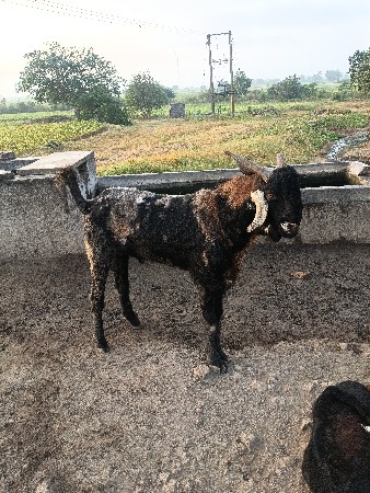 બોકળો વેચવાનો છે