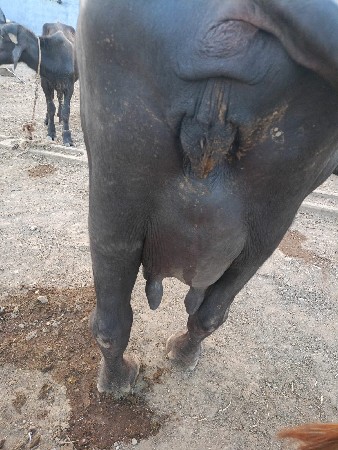 વેચવાની છે