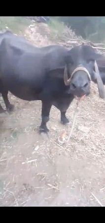 ભેંસ વેચવાની છે
