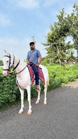 ઘોડી 61+હાઈટ છે