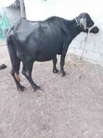 ભેશ