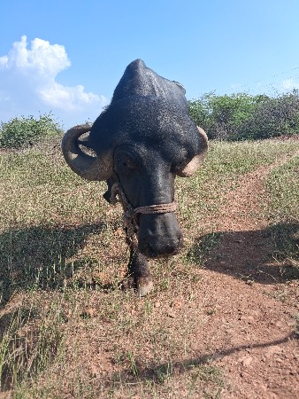 પાડો વેચવાનુ  છે