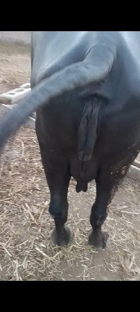 આ ખડેલી વેચવાની છે