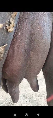 ભેંસ વેચવાની છે