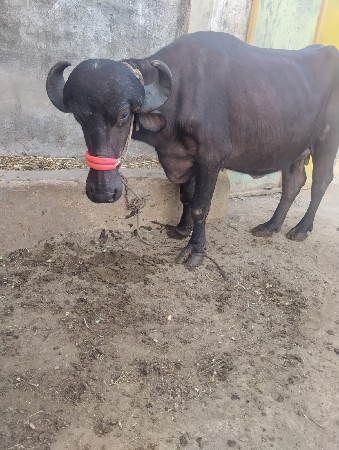 પેલૂ વેતર વાણલસે નીસે પાડો દસદીથયા