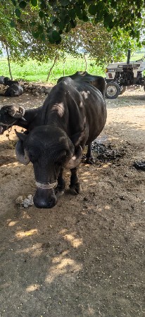 ૨ વેતર