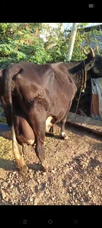 જશી ગાય વેચવાની છે