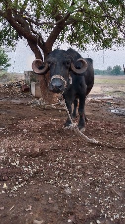 ભેંસ વેચવાની છે