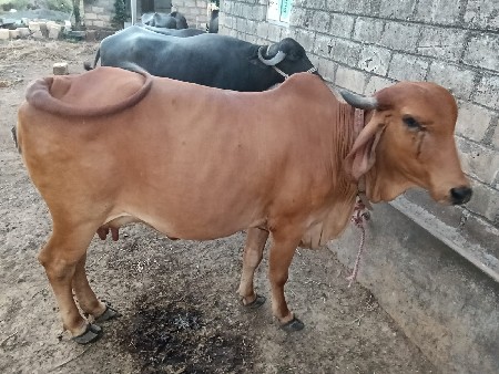 ગાય વેચવાની છે
