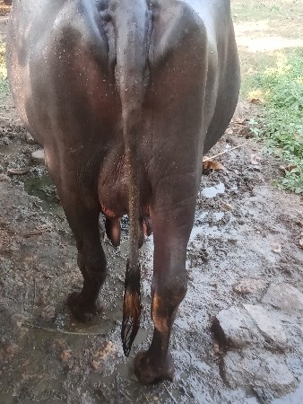 આ ભેંસ વેચવાની છે