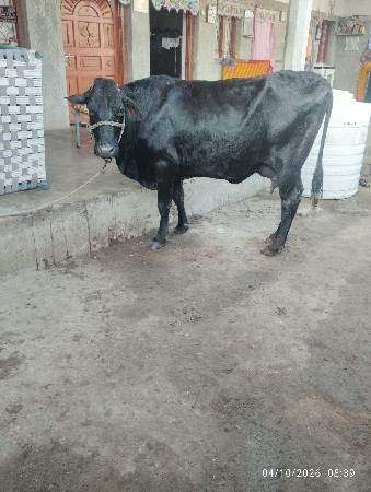 ત્રણ ગાયુ વેચવાની છે