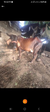 5 ગાય વેચવાની છે