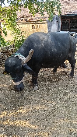 ભેંસ વેચવાની છે