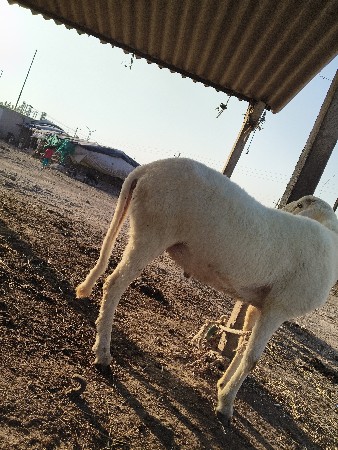 હજી એક હીરો છે