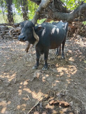 veshvani che