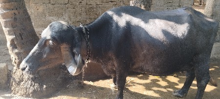 ભેંસ વેચવાની છે