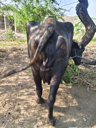ભેંસ વેચવાની છે