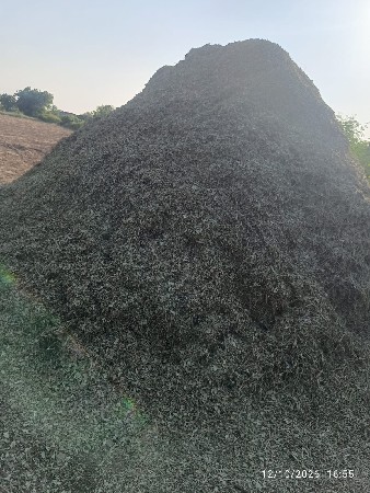 માંડવી નો પાલો