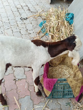 બકરા વેચવાના છે એક બકરી ગુલાબી એક