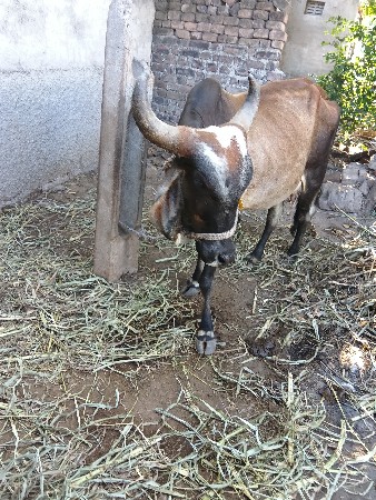 ગાય વેચવાની છે