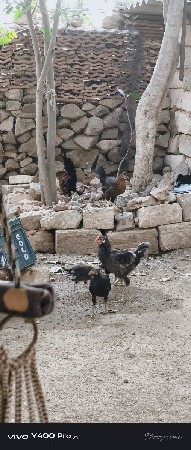 દેશી કુકડા ના પટ્ટા
