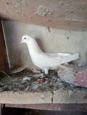 Full white nar devano chhe