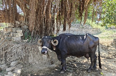 ભેંસ વેચવાની છે