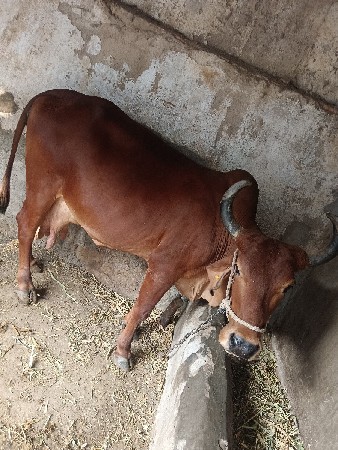 ગાયવેશવાની