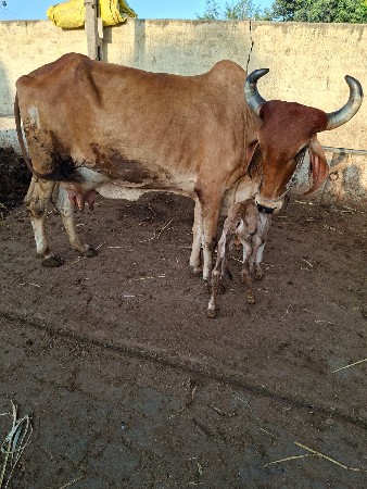 ગાય વેચવાની