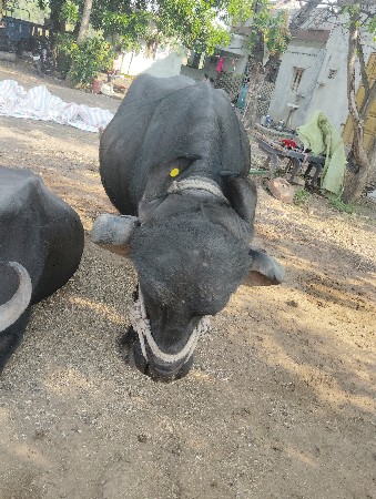 ભેષ વેચવાણી છે.
