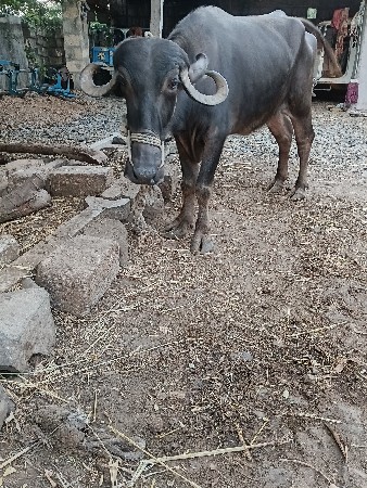 khadeli vesvani se