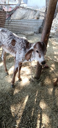 આ ગાય વેચવાની છે