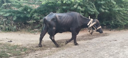 સાટા પણ કરવાના છે