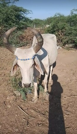 આ  ગાયો વેચવાનો છે વઢીયાર નો
