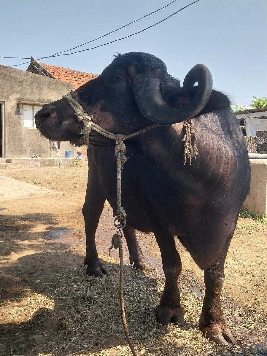 ભેસ વેસવાનિ સે