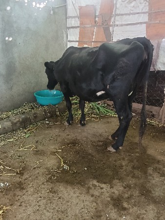 જર્સી ગાય વેચવાની છે