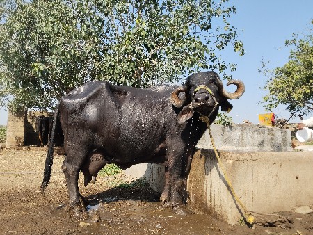 ભેંસ વેચવાની છે