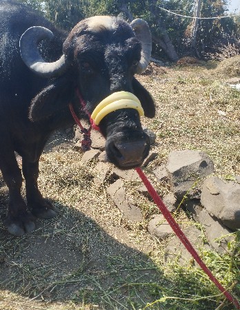આ ભેશ વેચવાની છે