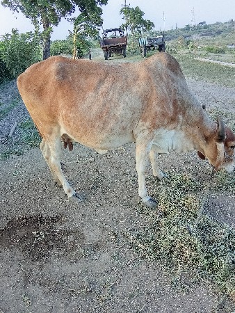 ગાય વેચવાની છે